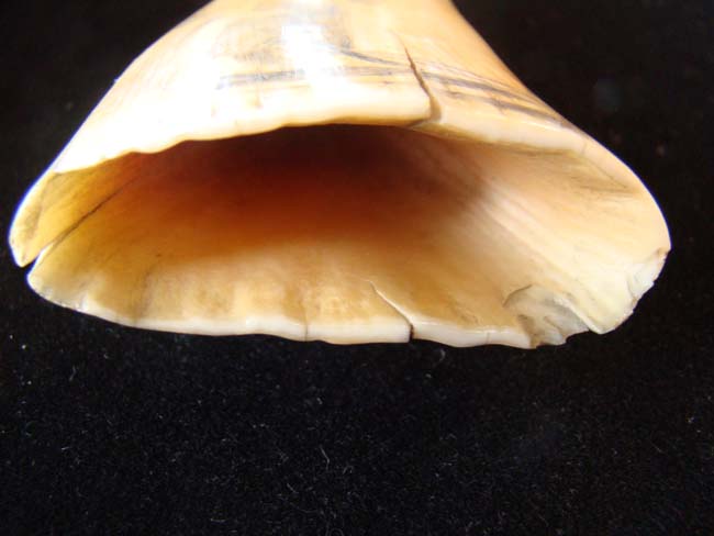 A beautiful pair of 19th century scrimshawed whale's teeth — image 3